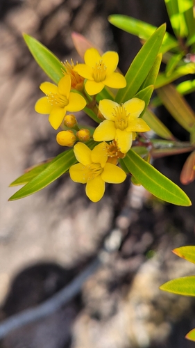 Image of Tristania neriifolia by (c) Eamonn Culhane, some rights reserved (CC BY)