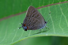 Satyrium liparops