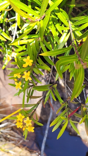 Image of Tristania neriifolia by (c) Eamonn Culhane, some rights reserved (CC BY)
