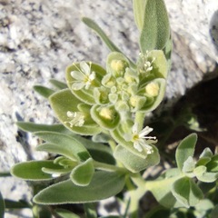 Petalonyx linearis