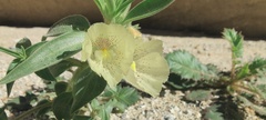Mohavea confertiflora