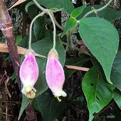 Kohleria affinis