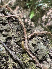 Pyrrosia confluens
