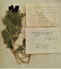 Paeonia tenuifolia