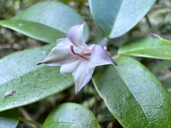 Tripterospermum luzonense