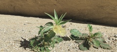 Mohavea confertiflora