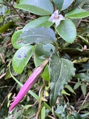 Tripterospermum luzonense