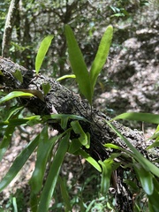 Pyrrosia confluens