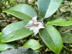 Tripterospermum luzonense