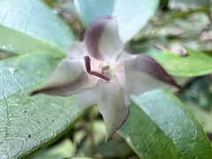 Tripterospermum luzonense