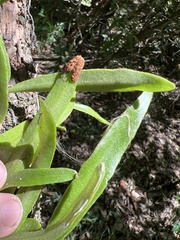 Pyrrosia confluens