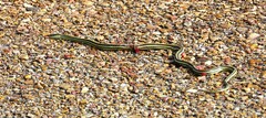 Thamnophis proximus orarius