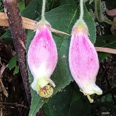 Kohleria affinis