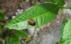 Calligrapha polyspila