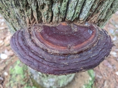 Ganoderma sessile