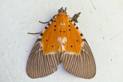 Peridrome orbicularis