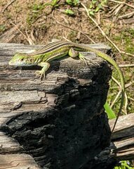 Cnemidophorus lemniscatus