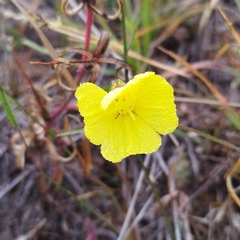 Oenothera pubescens