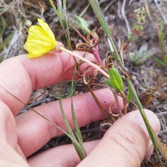 Oenothera pubescens