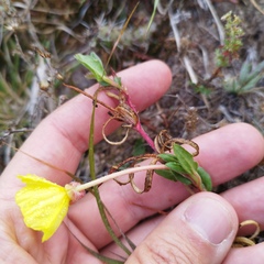 Oenothera pubescens