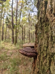 Ganoderma sessile