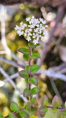 Platysace lanceolata