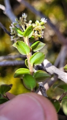 Platysace lanceolata