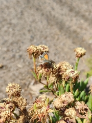 Pseudolucia chilensis