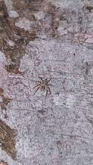 Phaeacius malayensis