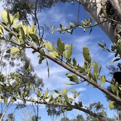 Melaleuca viridiflora