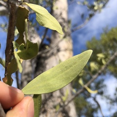 Melaleuca viridiflora