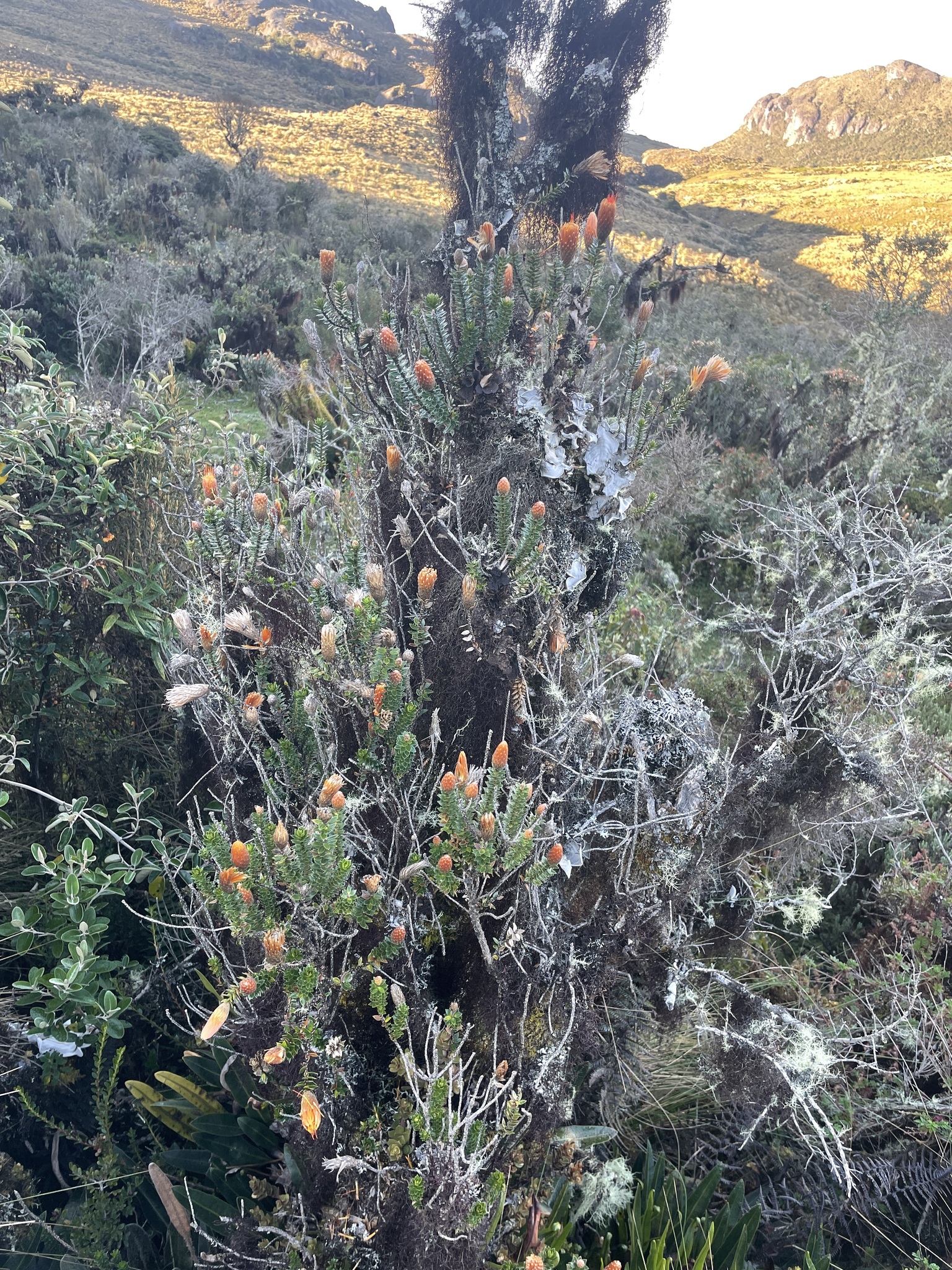 Chuquiraga image