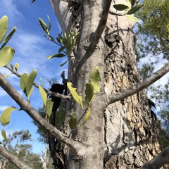 Melaleuca viridiflora
