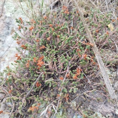 Sedum moranense