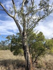 Melaleuca viridiflora