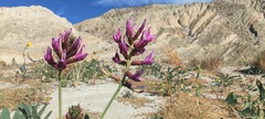Astragalus crotalariae