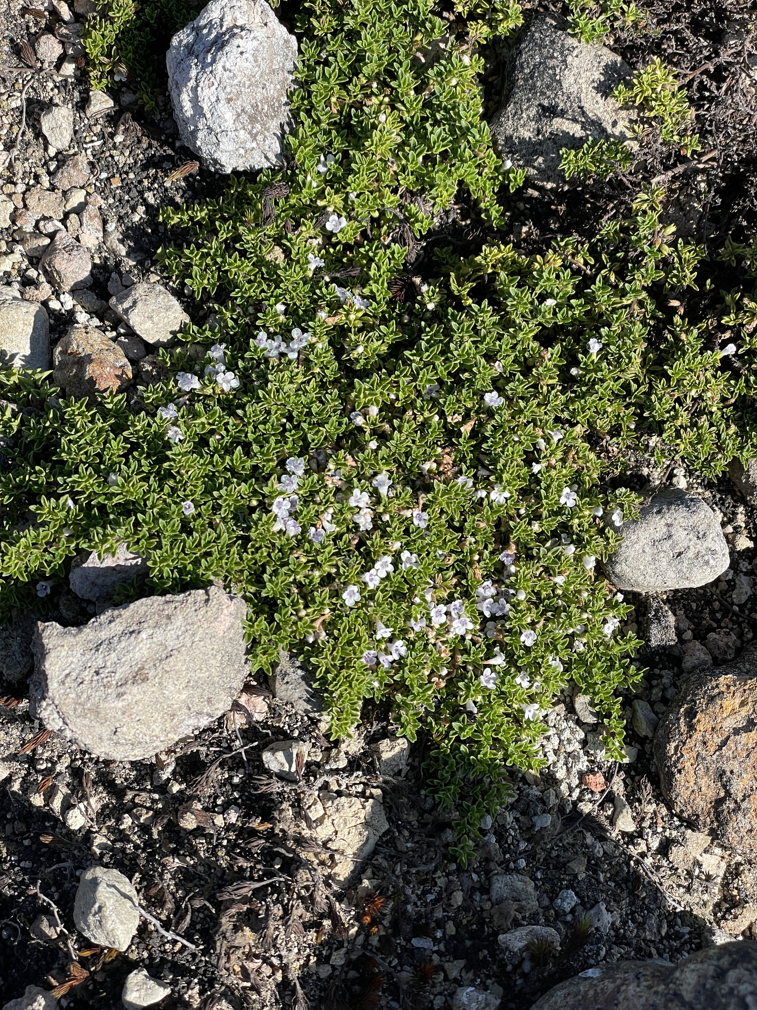 Clinopodium nubigenum image