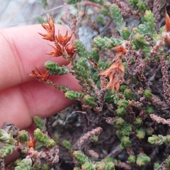 Sedum moranense