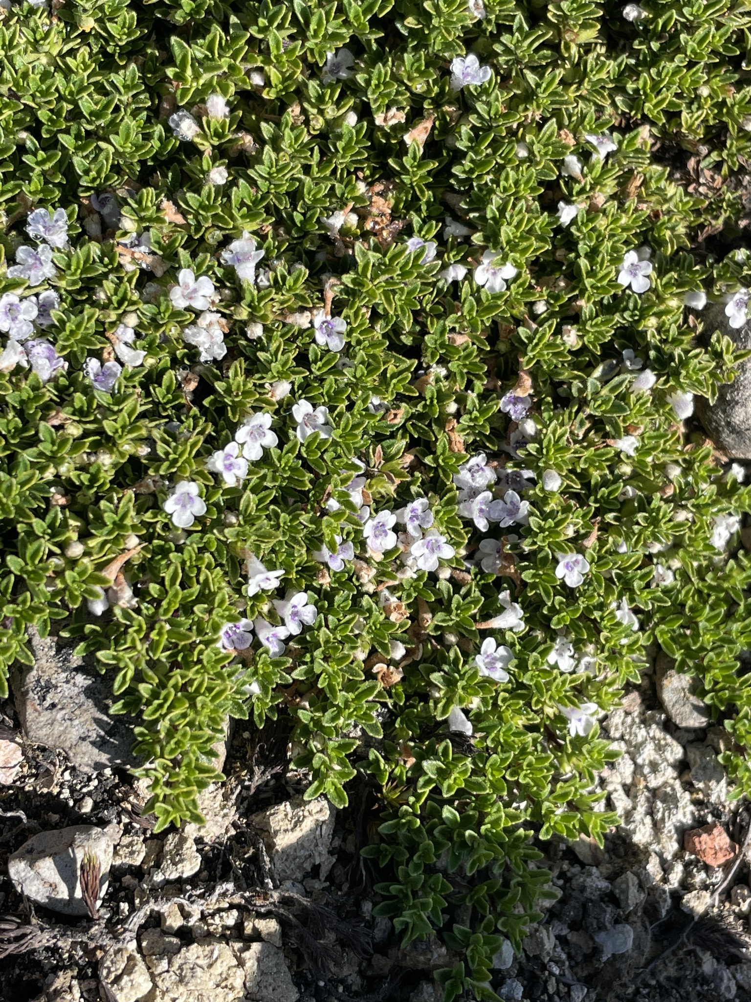 Clinopodium image