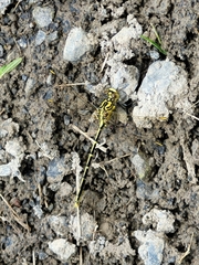 Austrogomphus guerini