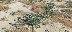 Astragalus crotalariae