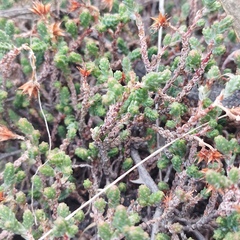 Sedum moranense
