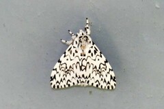 Lymantria singapura