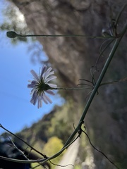 Malacothrix saxatilis