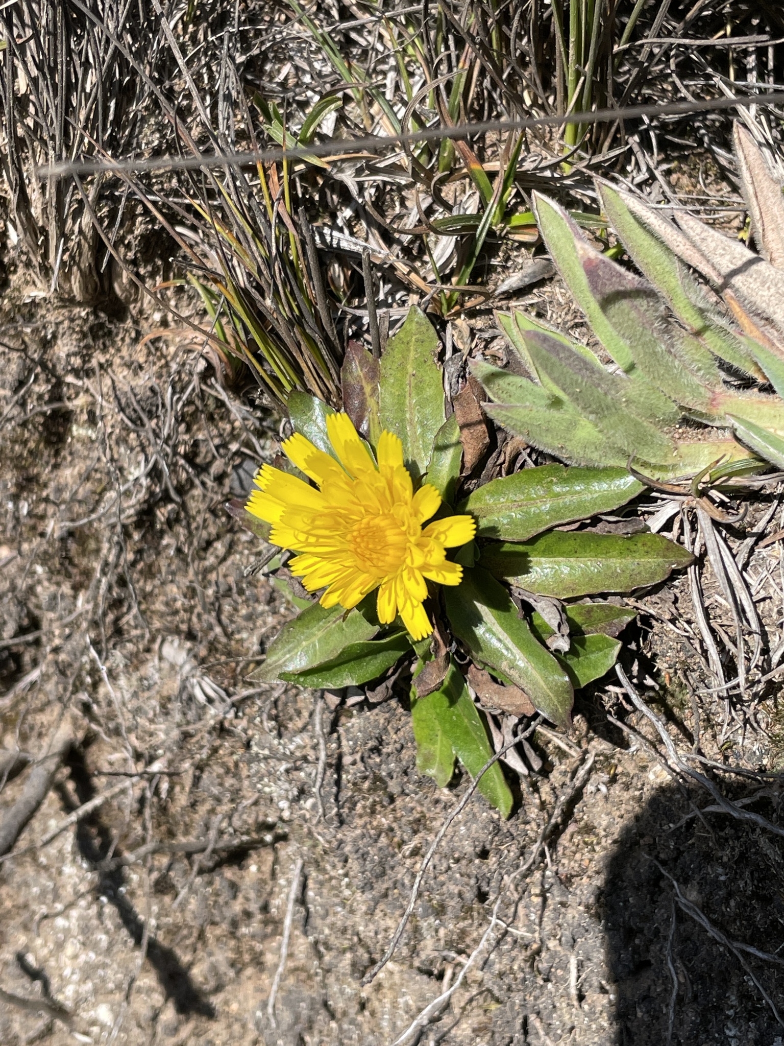 Hypochaeris image