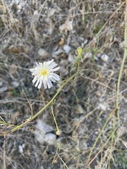 Malacothrix saxatilis