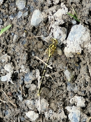 Austrogomphus guerini