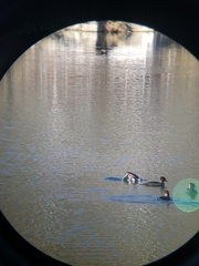 Lophodytes cucullatus