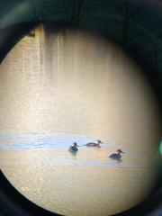 Lophodytes cucullatus