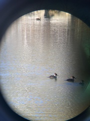 Lophodytes cucullatus